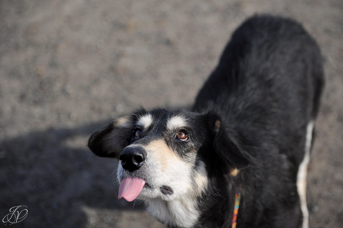 cute photo of rescue dog