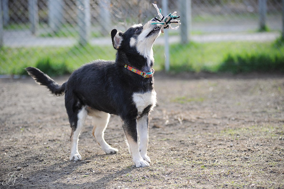 happy dog playing with toy