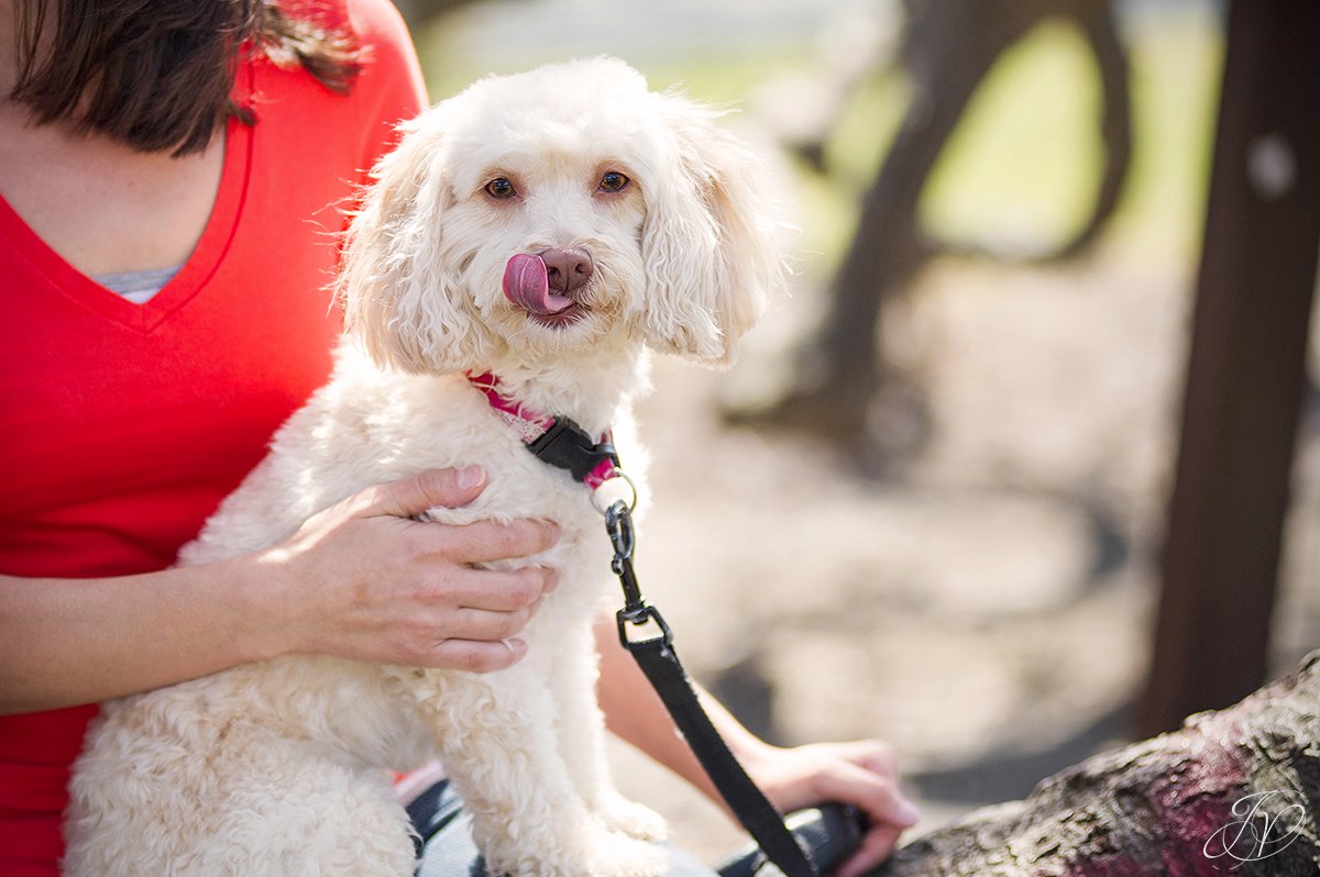 cute poodle photo, poodle in washington park albany, engagement photos at washington park albany, albany engagement photographers, engagement session in washington park