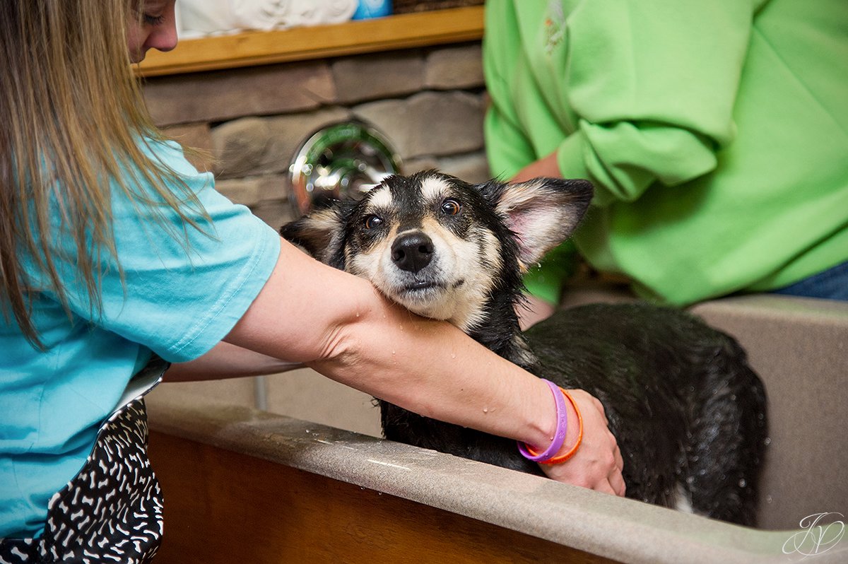 Dog getting bath, bathing a dog photo, harveys home garden and pet center, canine skin disease, regional animal shelter