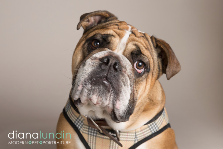 los angeles dog photographer