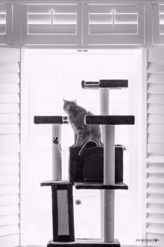 POTD 2018/124. Cinco de Meow