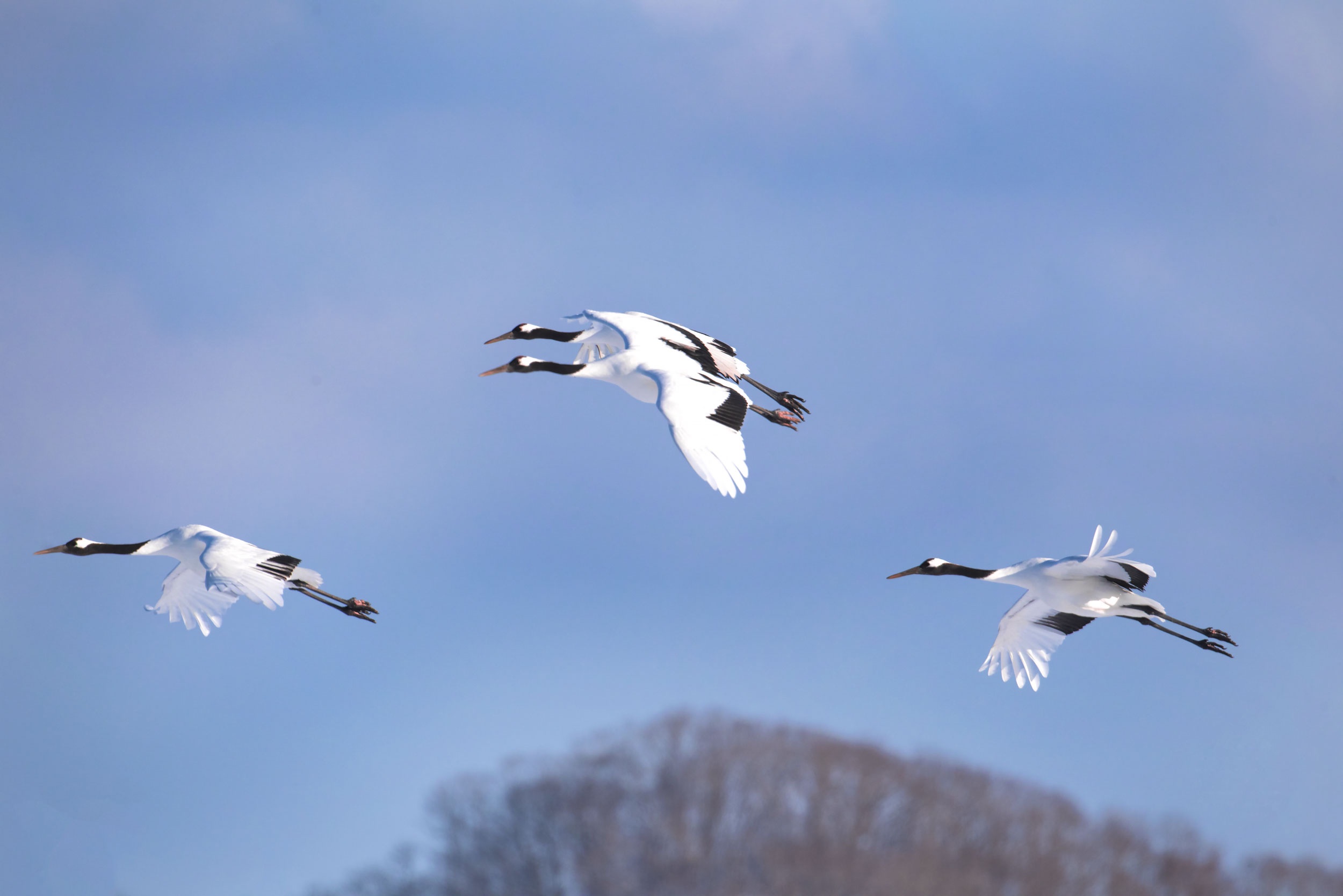 Red Crowned Crane Hokkaido Japan