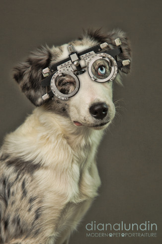 creative dog photography