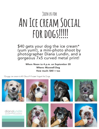 ice cream social for dogs maxwell dog studio city september 20, 2014