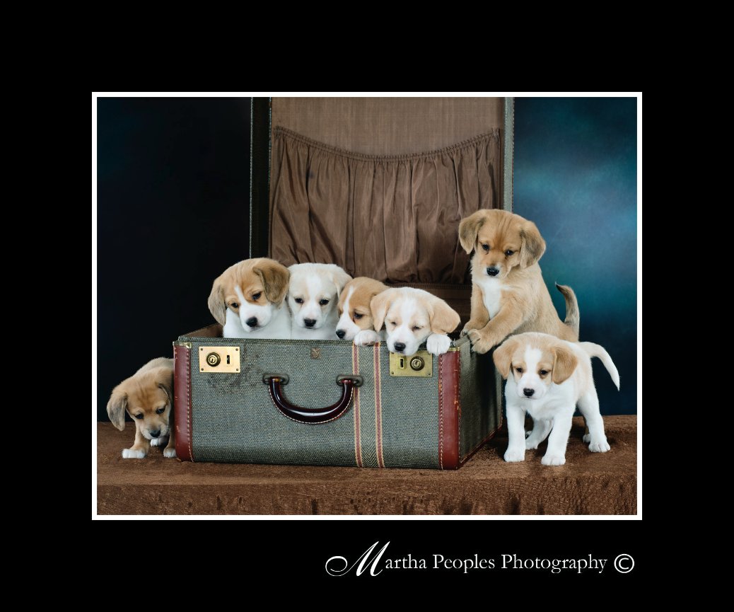 CUTEST PET CONTEST 2015 Martha Peoples Photography