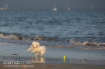Must See My Pet Photography Video!