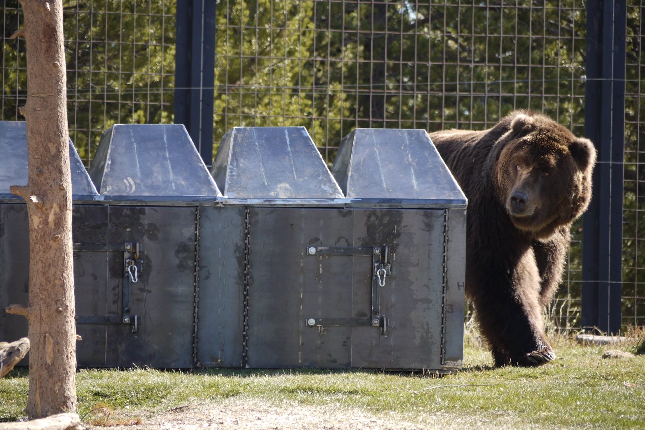 Bear Testing Back Alley Metals