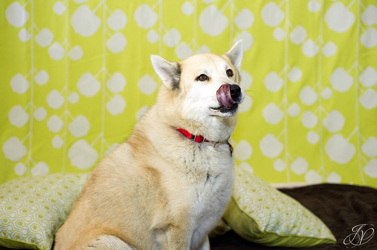 dog portrait fundraiser, fundraiser for dog shelter, regional animal shelter