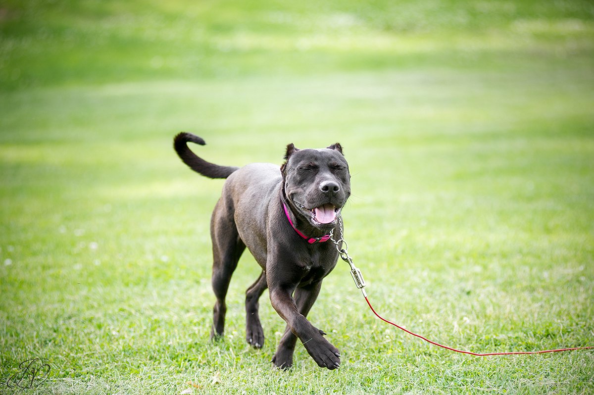 pit bull, animal rescue, rescue dog