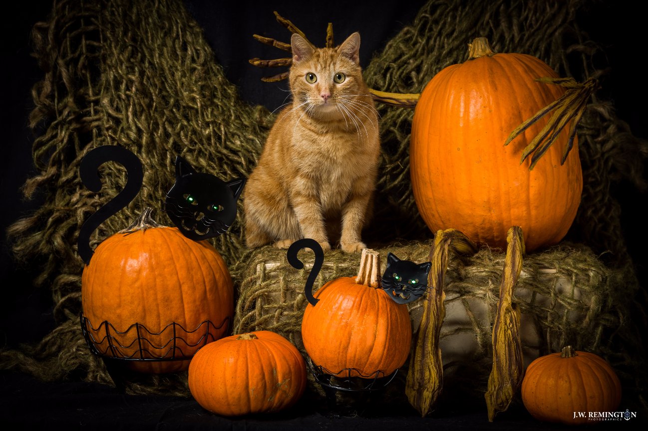 POTD 2018/124. Cinco de Meow