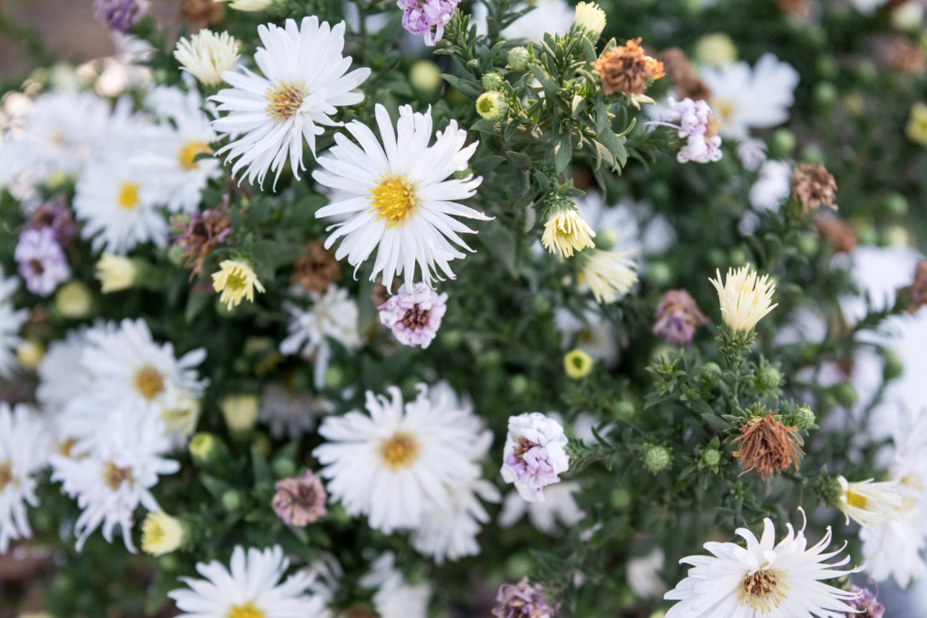 Flower Love