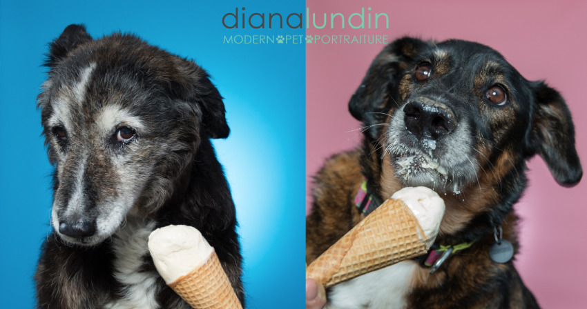 los angeles dog photography