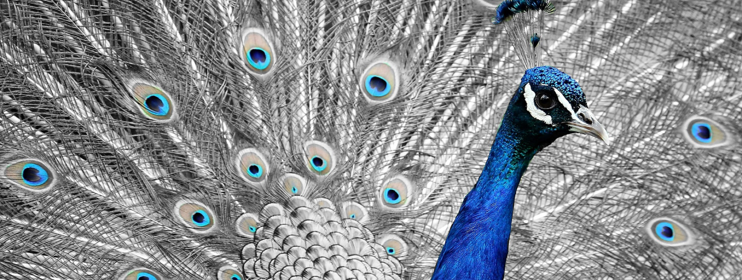 What is video b roll?