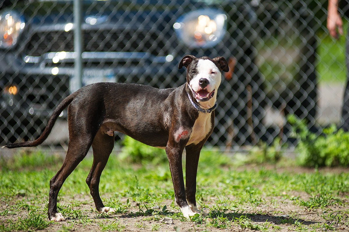 animal rescue dog rescue
