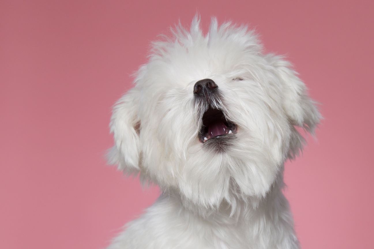 The Mid-Bark Capture