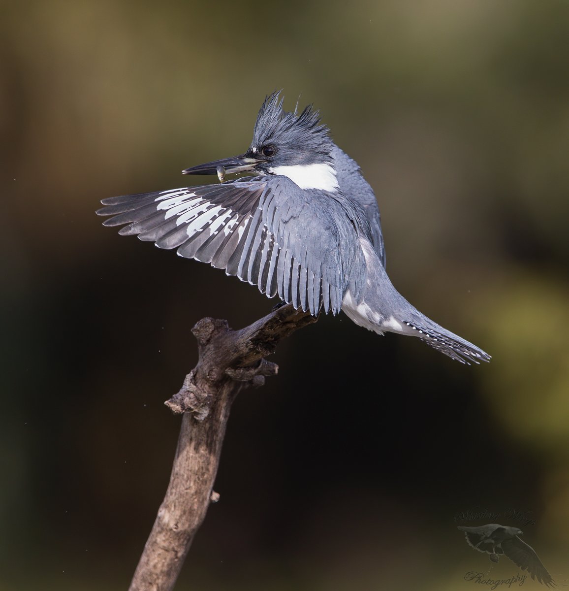 Belted Kingfisher Stunning, Tossing And Swallowing Prey – Feathered  Photography