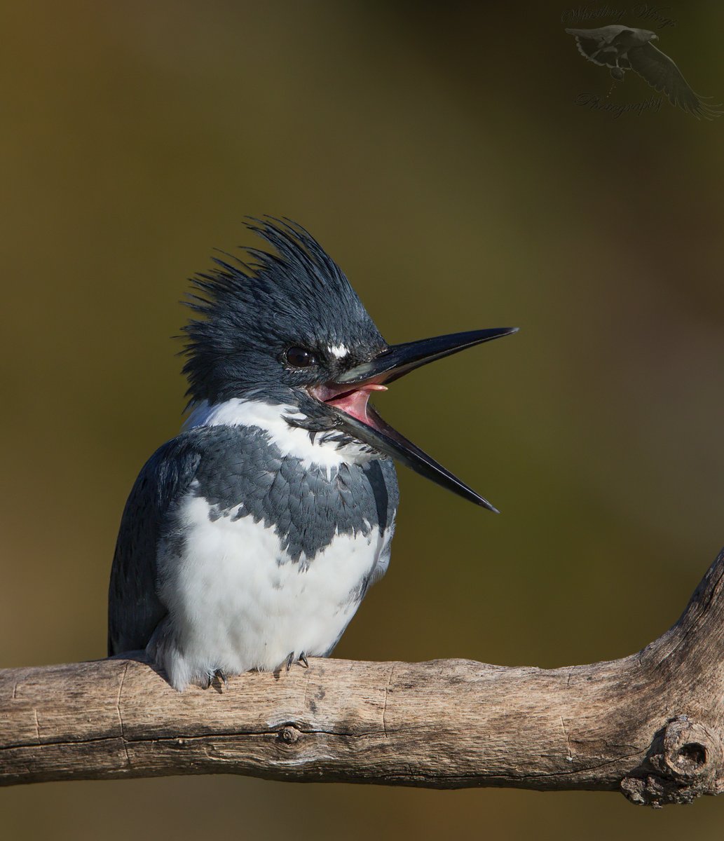 Belted Kingfisher With A Fish (plus an interesting foot adaptation) –  Feathered Photography