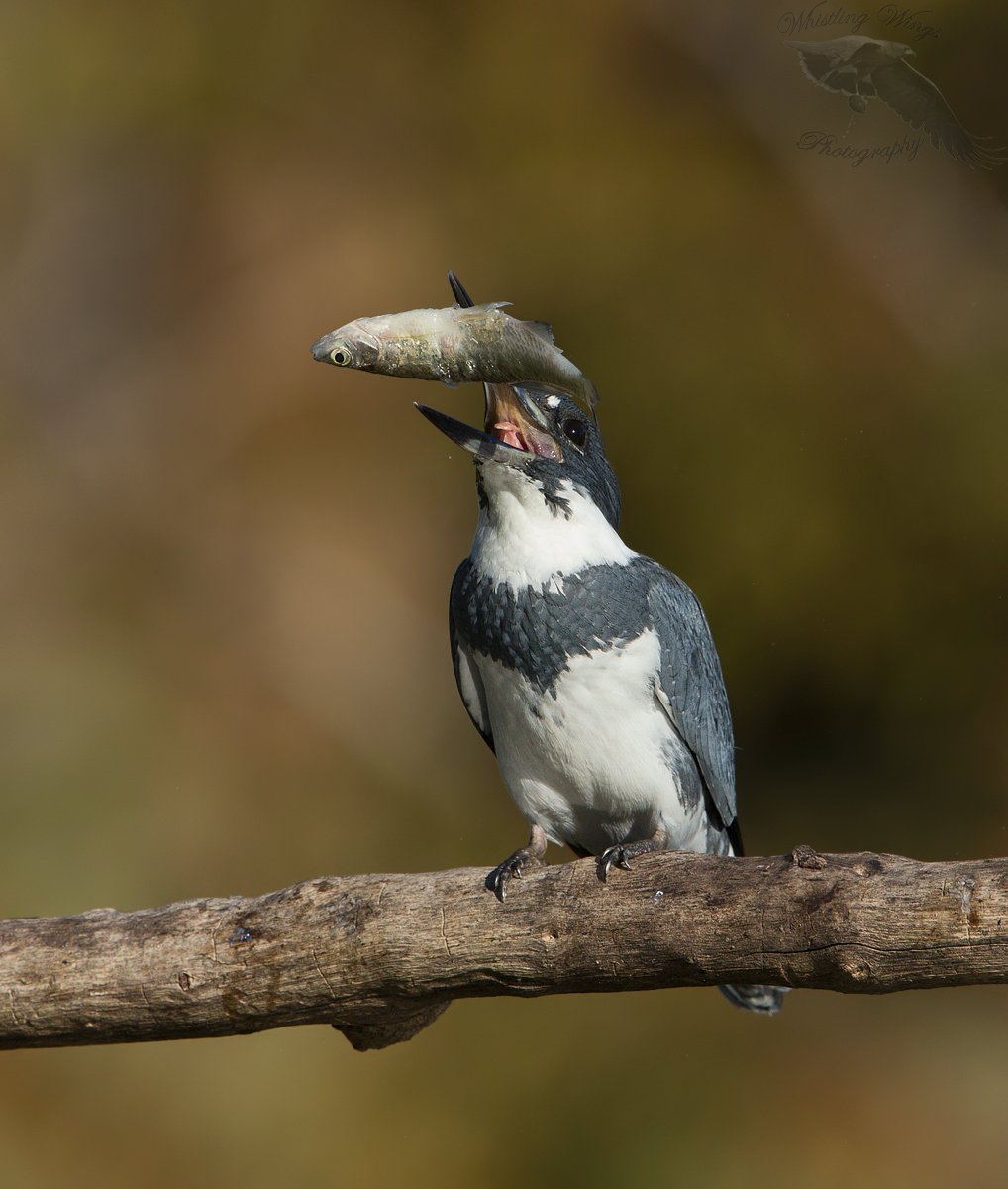 Belted Kingfisher With A Fish (plus an interesting foot adaptation) –  Feathered Photography