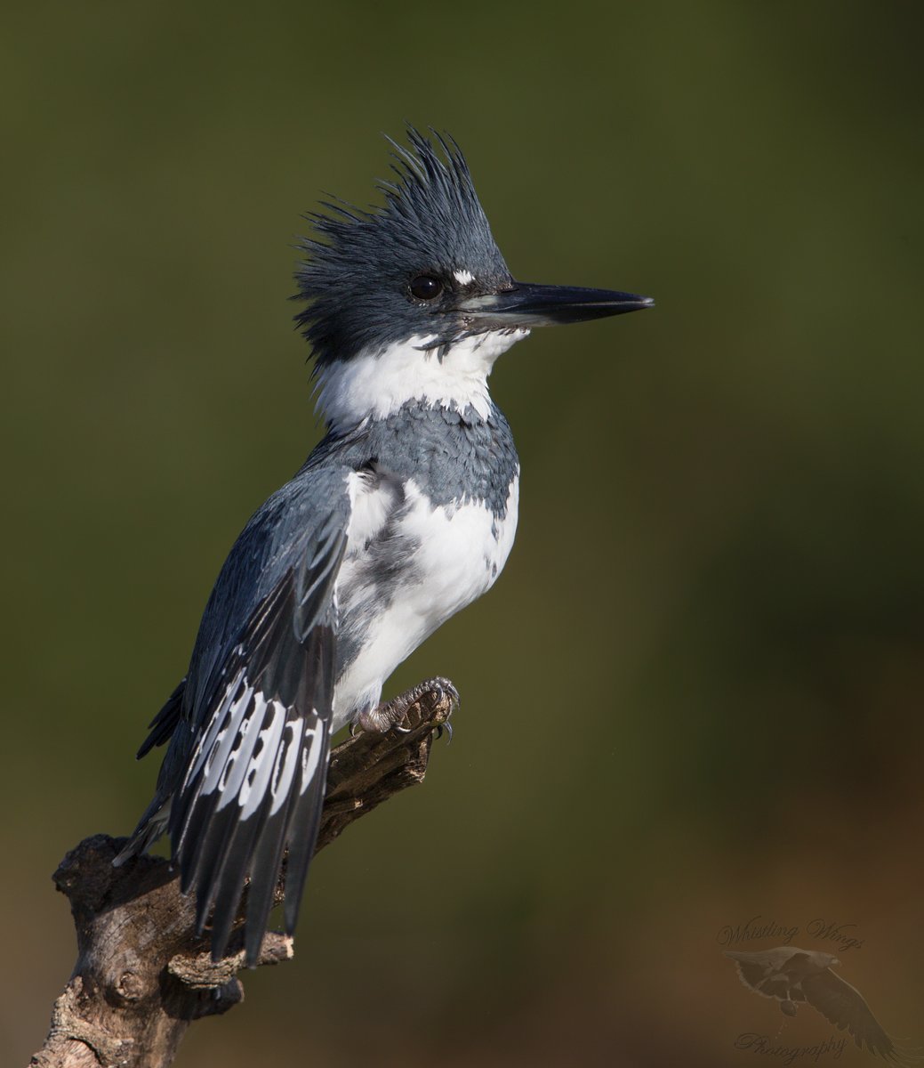 Belted Kingfisher Look-out Perch