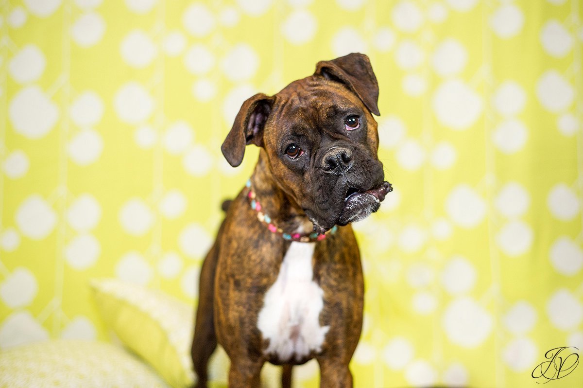 dog portrait fundraiser, fundraiser for dog shelter, regional animal shelter