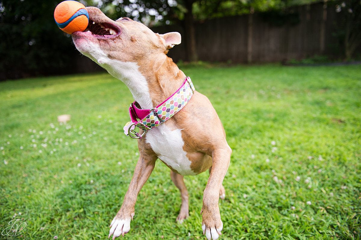 dog rescue, albany pet portrait photographer