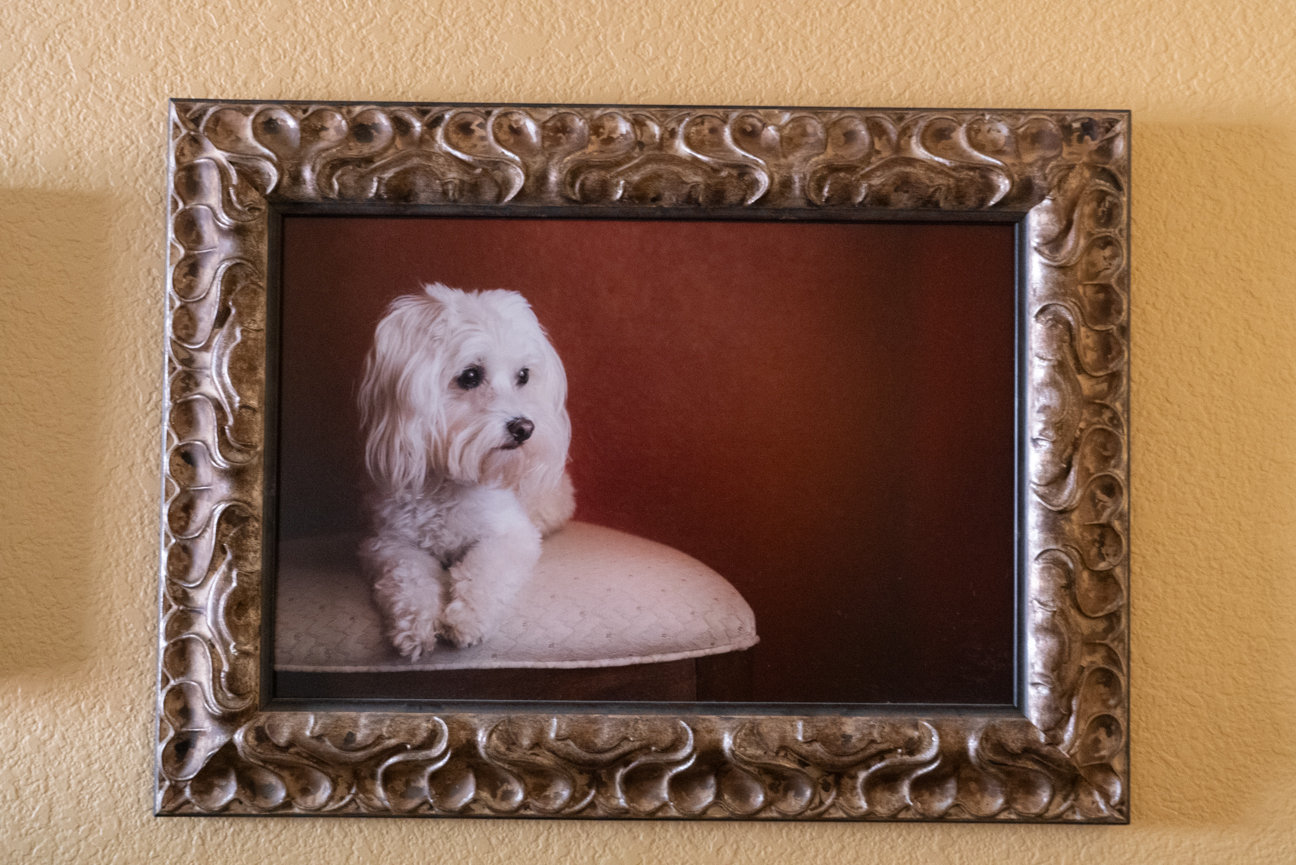 Meet Piper - In-Home Dog Photography Session in Queen Creek, Arizona