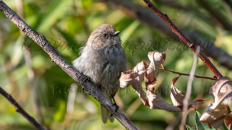 Kaiyah Takota The Final Chapter - A Novel Husky: Chapter 48