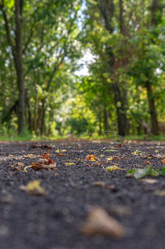 Kaiyah Takota The Final Chapter - A Novel Husky: Chapter 48