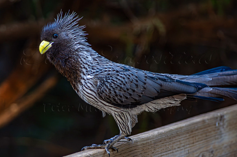 Kaiyah Takota The Final Chapter - A Novel Husky: Chapter 48