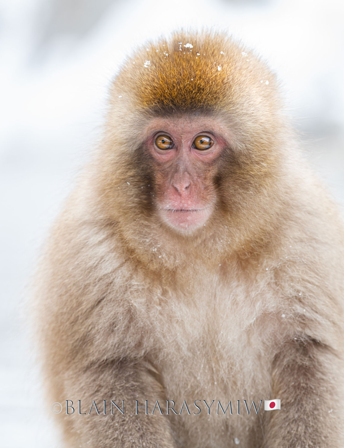 Hokkaido Photography Tour Wildlife And Landscapes Blain Harasymiw