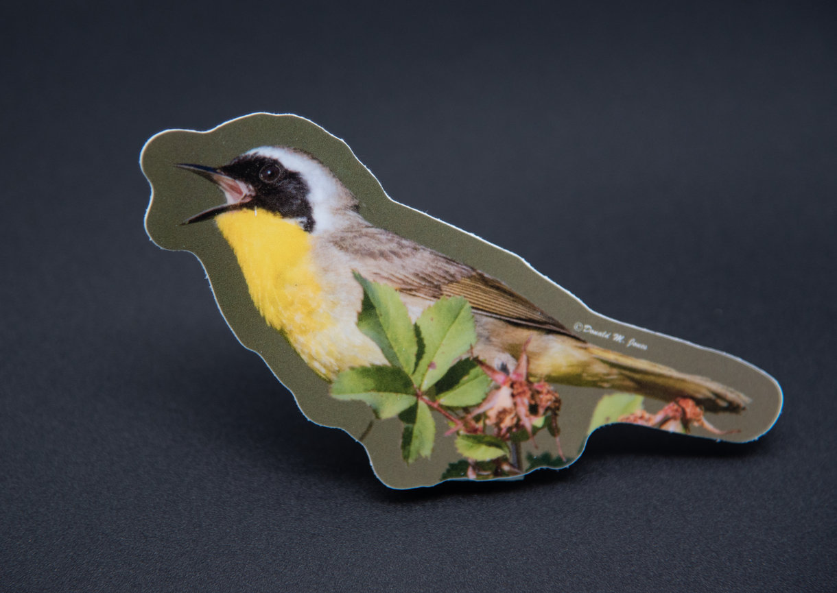 Common Yellowthroat S4 403