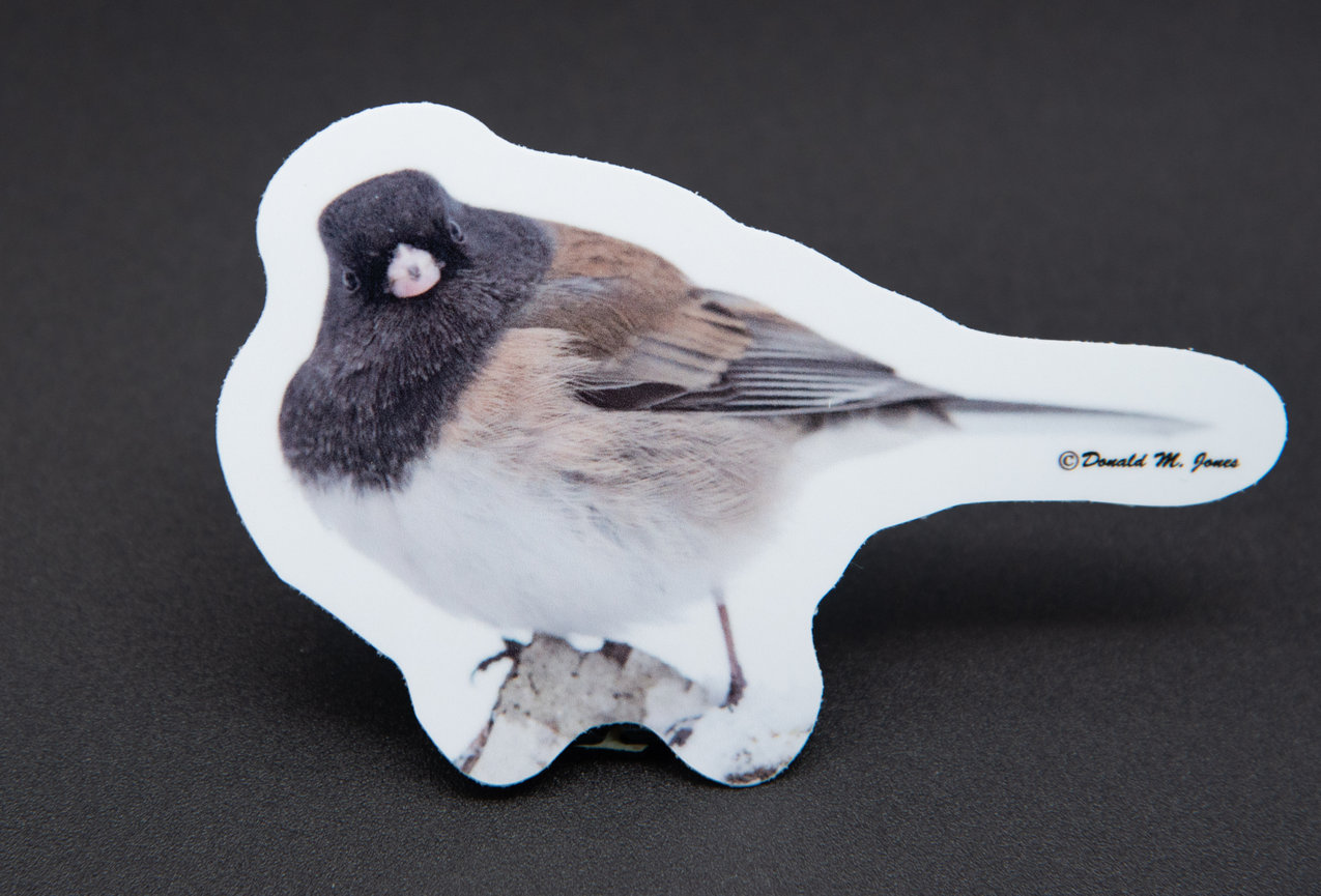 Dark eyed Junco S6 418