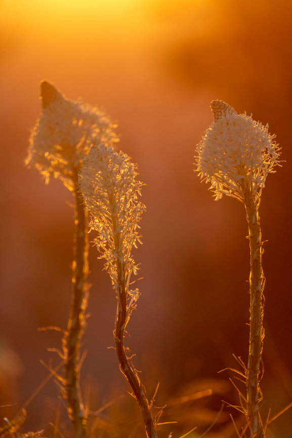 Beargrass Backlit CH 4039