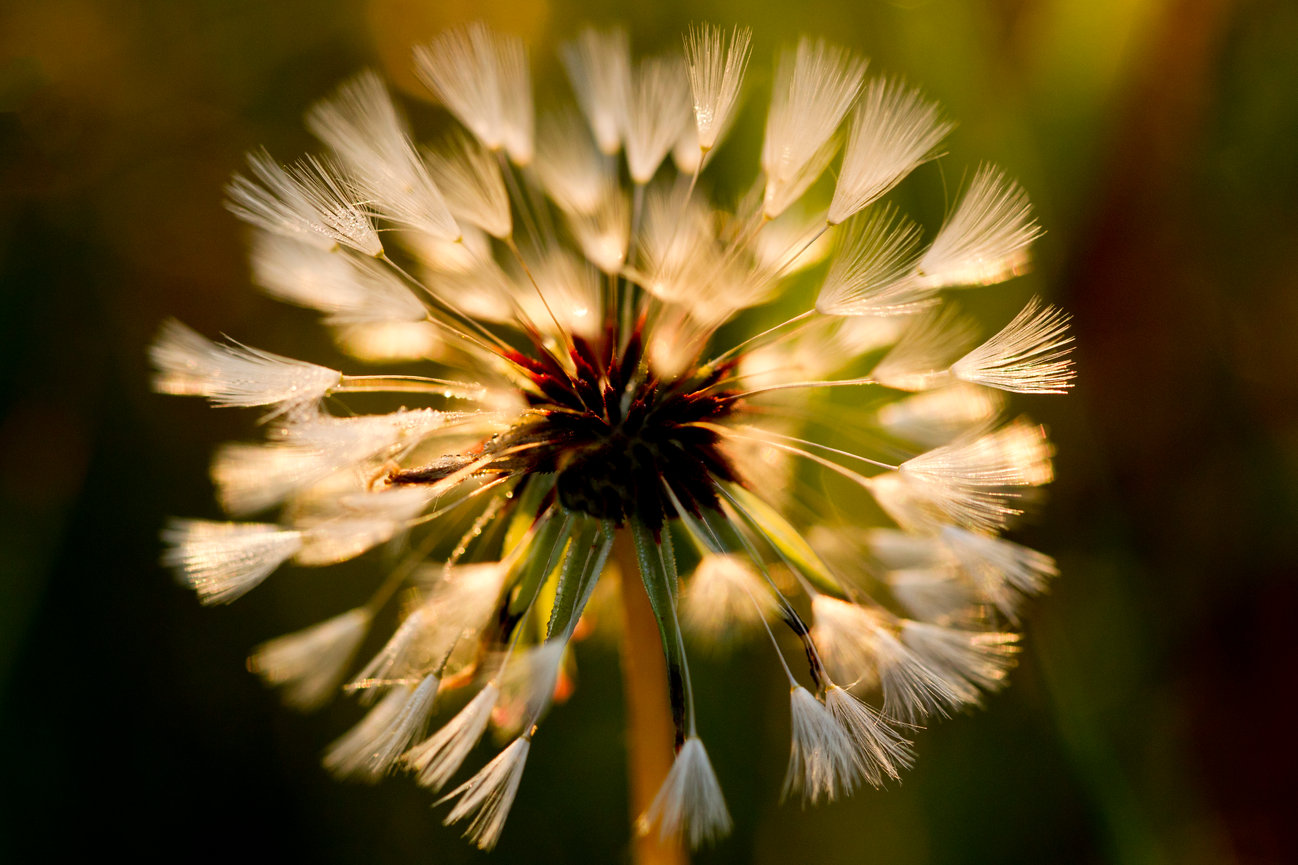 Goats Beard CH 4146