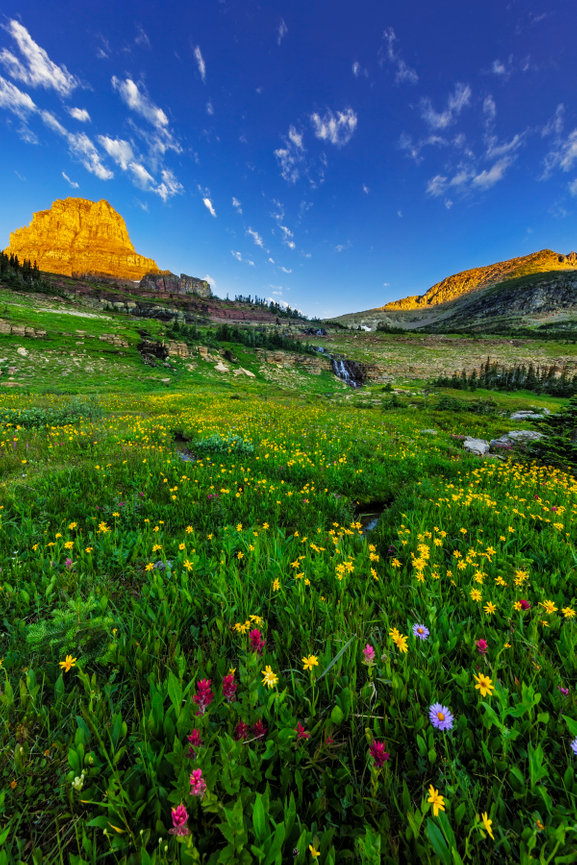 Logan Pass Gardens CH 4158