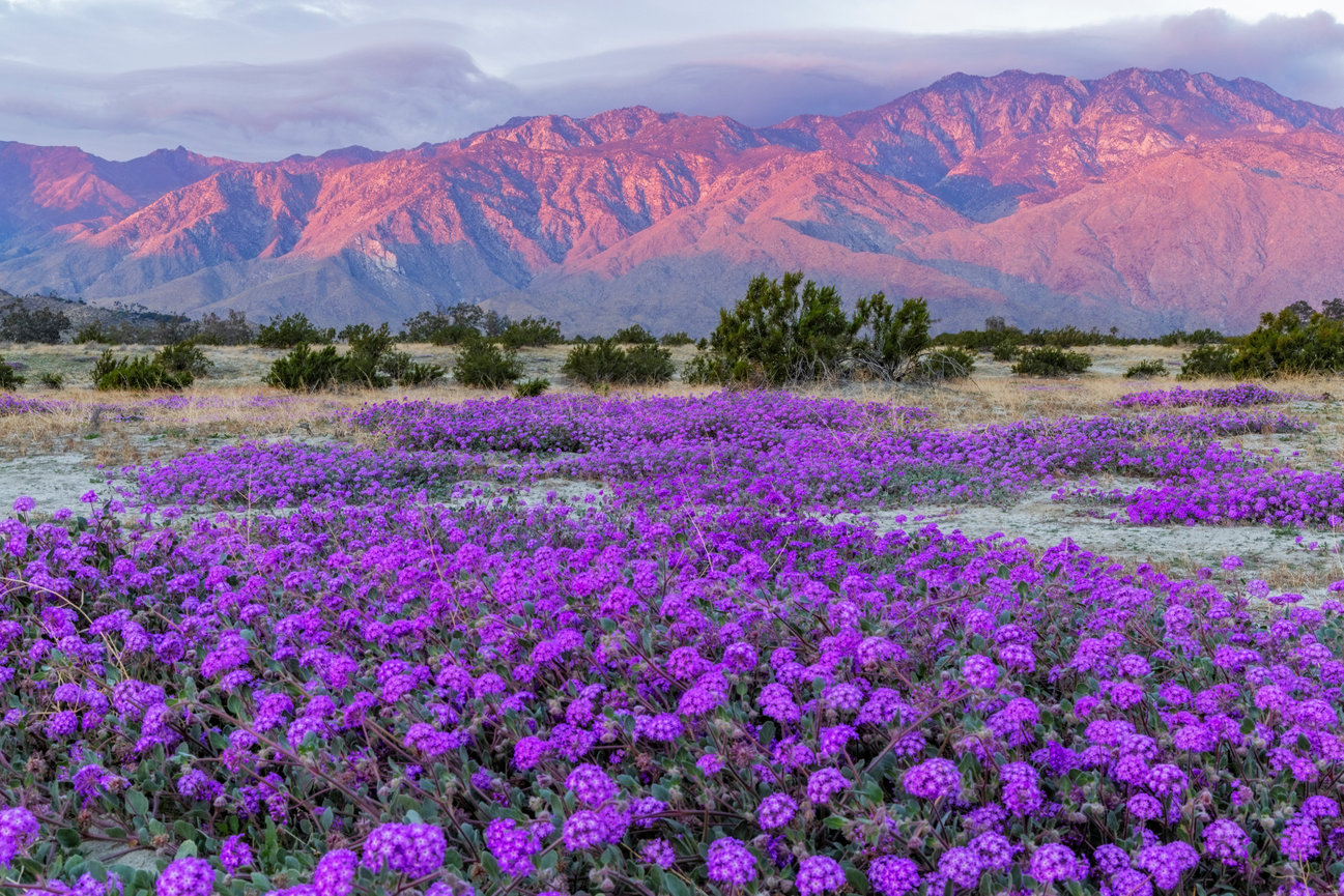 Palm Springs Verbena CH 4174