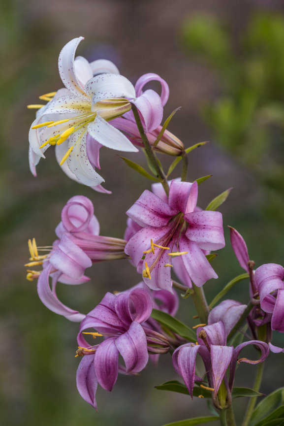 Washington Lily CH 4188