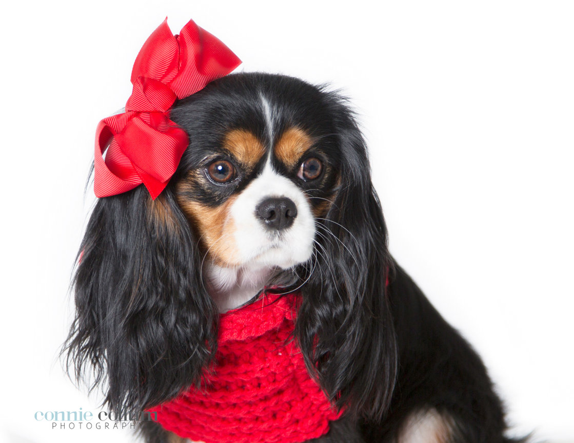 One of  my favorite Holiday Mini Sessions