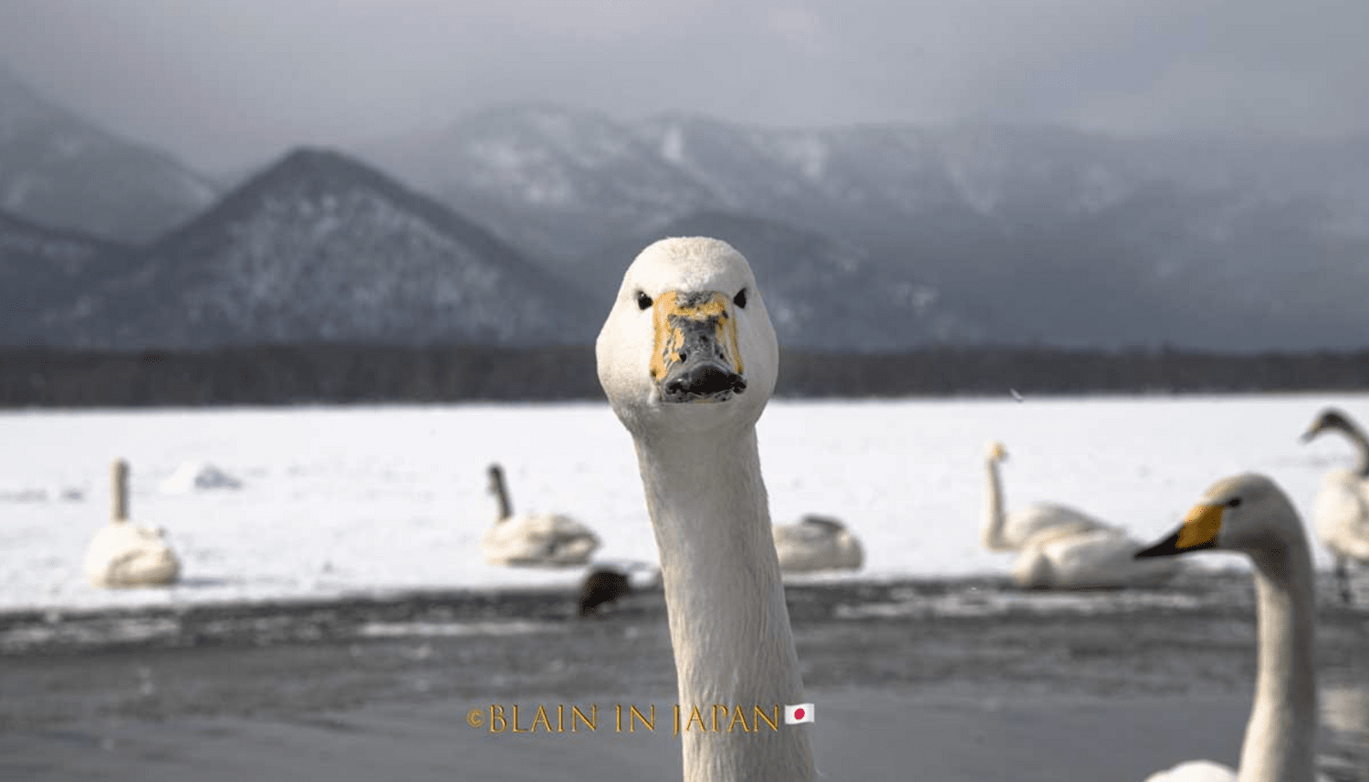 Hokkaido Photography Tour VS Niigata Japan Birding Photography Tour