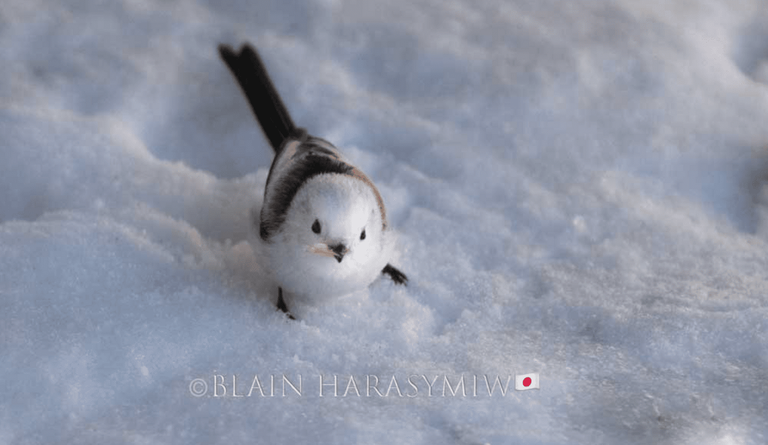 Photograph the Iconic Shima Enaga on a Winter Wildlife Tour in Hokkaido