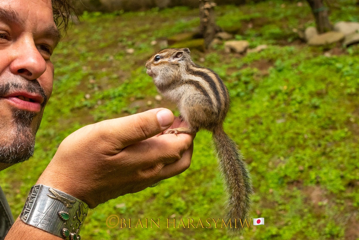 Niigata Private Photo Tour – Wildlife, Birding, and Rice Field Photography in Japan’s Hidden Gem