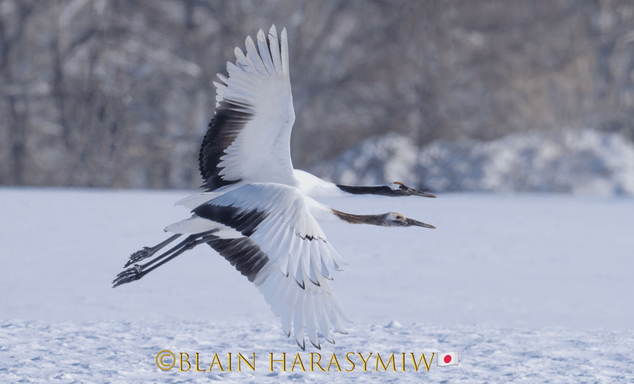 Hokkaido Birding Tour Red Crowned Cranes Grus Japonensis