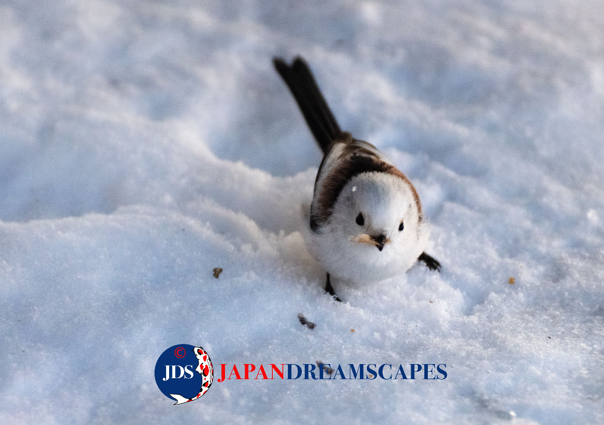 Discover Matsumoto Castle on a Hokkaido Photo Tour with JDS!