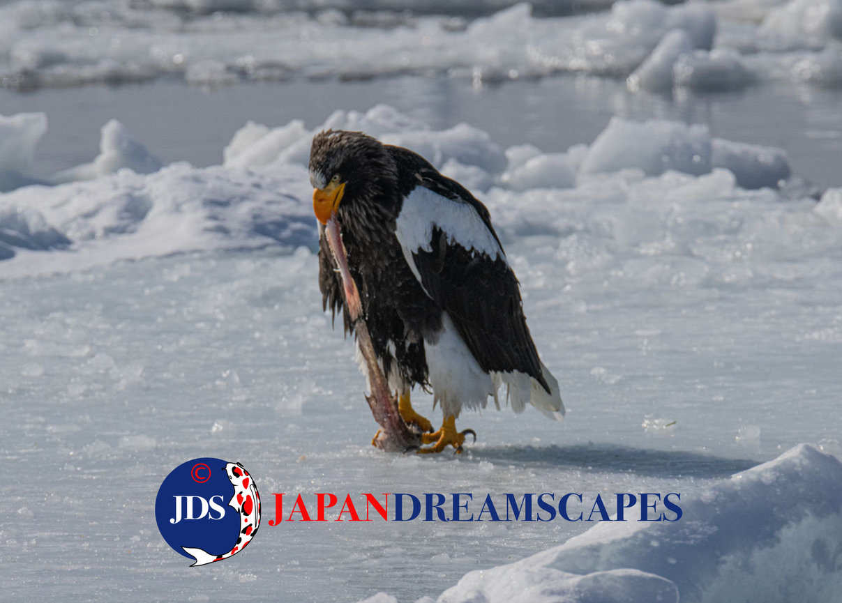 Discover Matsumoto Castle on a Hokkaido Photo Tour with JDS!