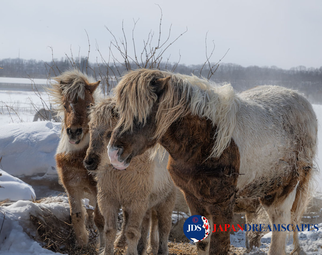 Discover Matsumoto Castle on a Hokkaido Photo Tour with JDS!