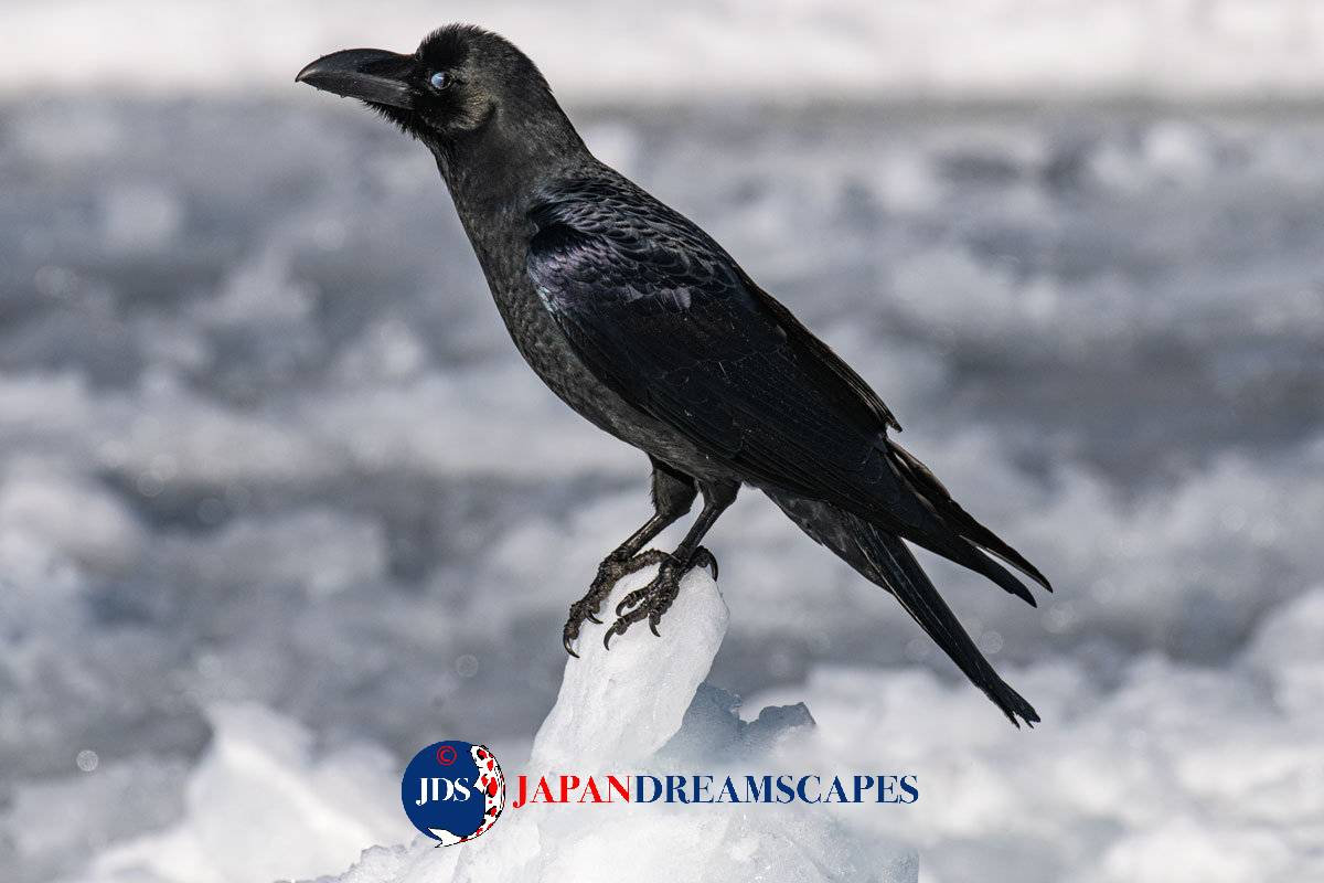 Discover Matsumoto Castle on a Hokkaido Photo Tour with JDS!