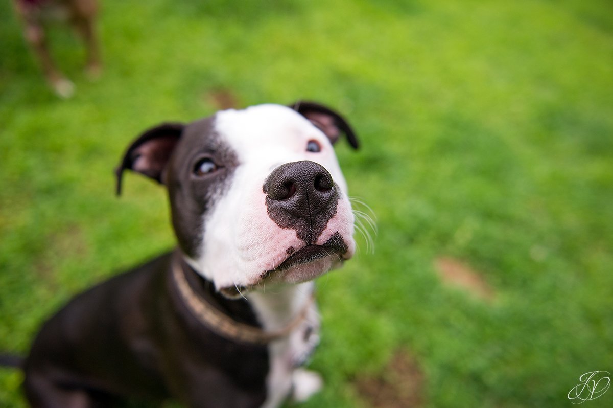dog rescue, albany pet portrait photographer