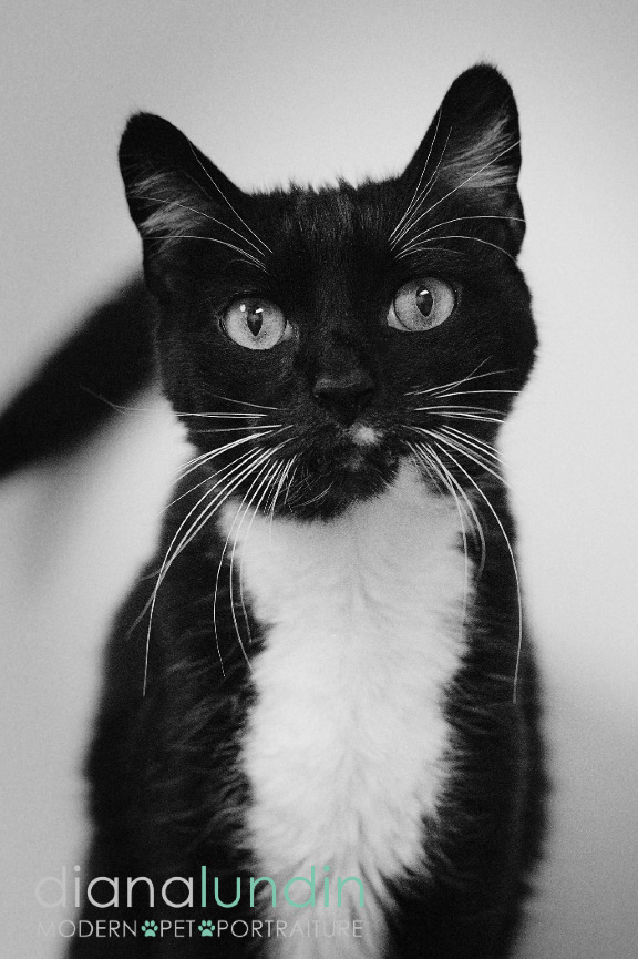 photo of a black and white cat