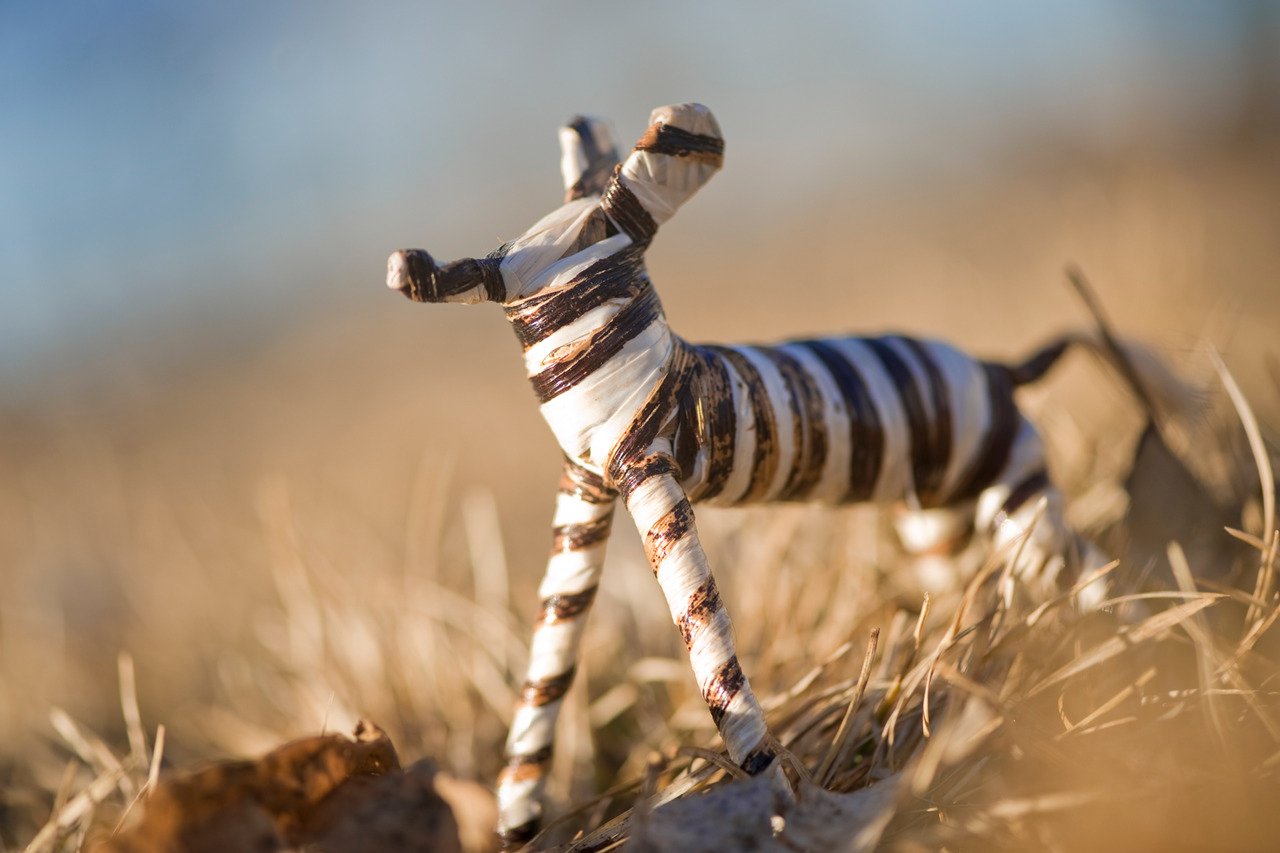 On a fence near the Everglades, FL